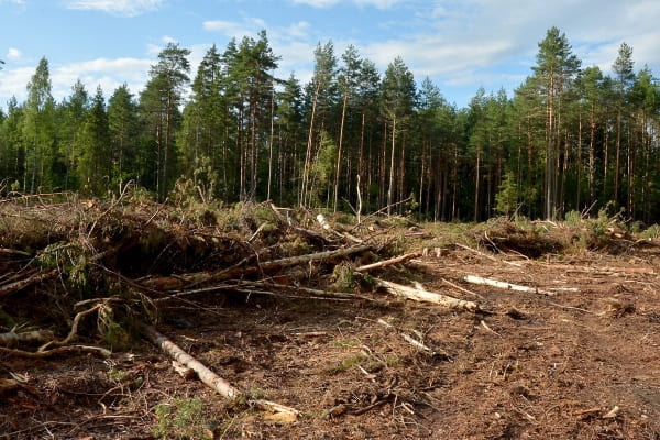 Что такое незаконная вырубка леса? Какое наказание за преступление?